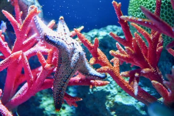 Bangkok Ocean World_1